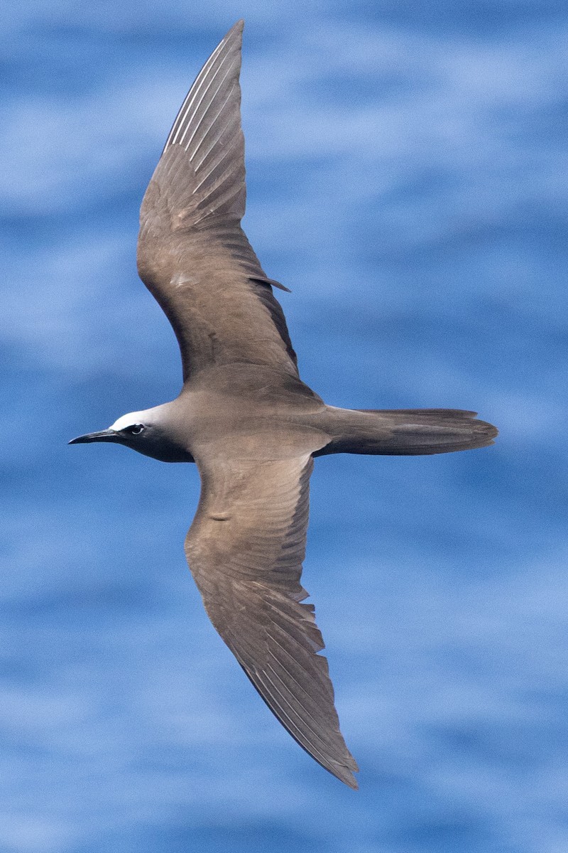 Braunnoddi - ML646438457