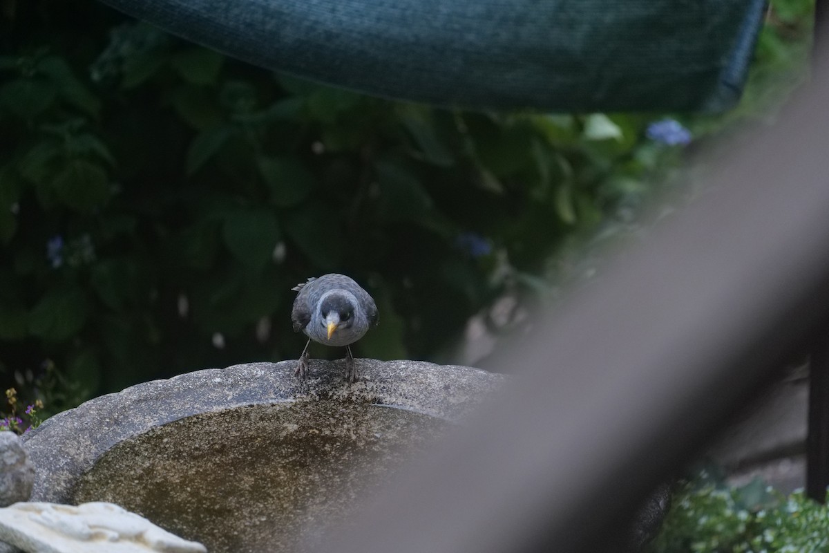 Weißstirn-Schwatzvogel - ML646438458