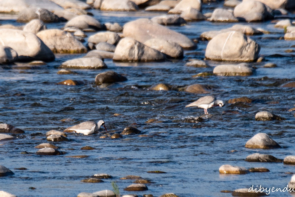 Ibisschnabel - ML646438460