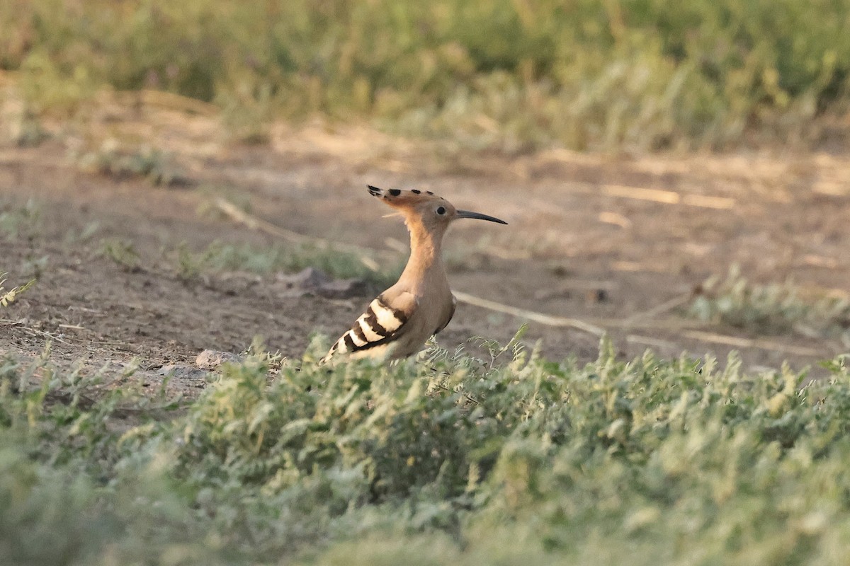 Wiedehopf - ML646438462