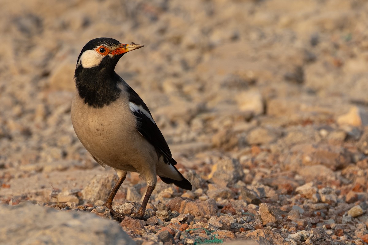 špaček indický - ML646438466