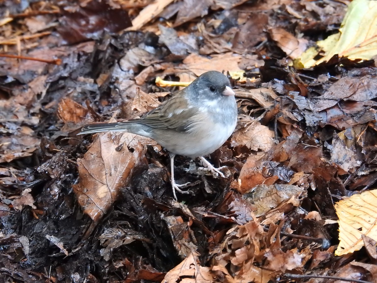 Dark-eyed Junco (Oregon) - ML646438468