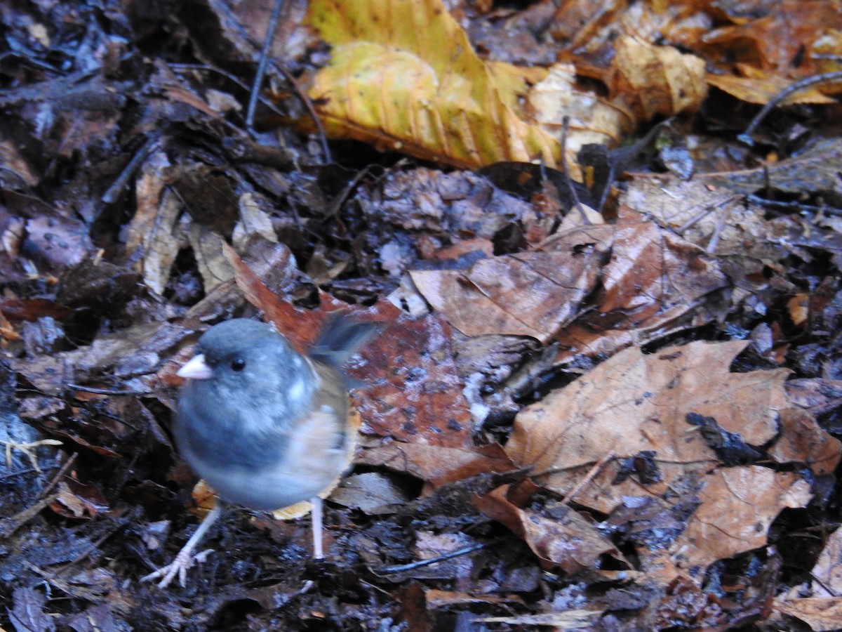 Dark-eyed Junco (Oregon) - ML646438469