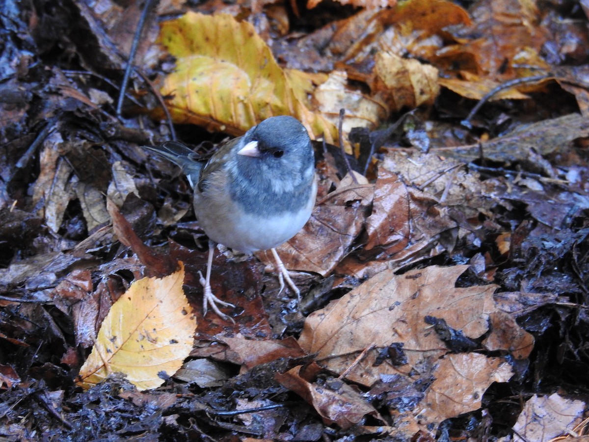 Dark-eyed Junco (Oregon) - ML646438470