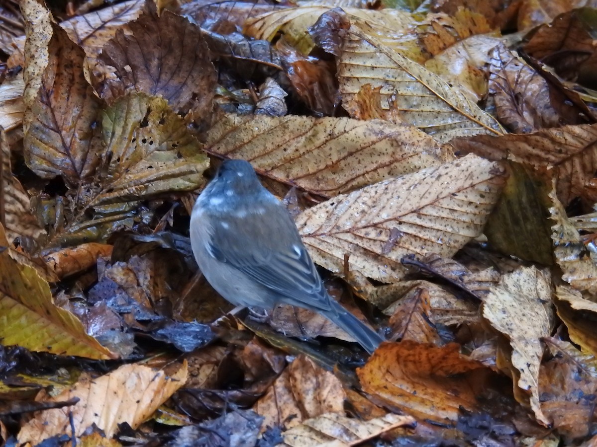 Dark-eyed Junco (Oregon) - ML646438471