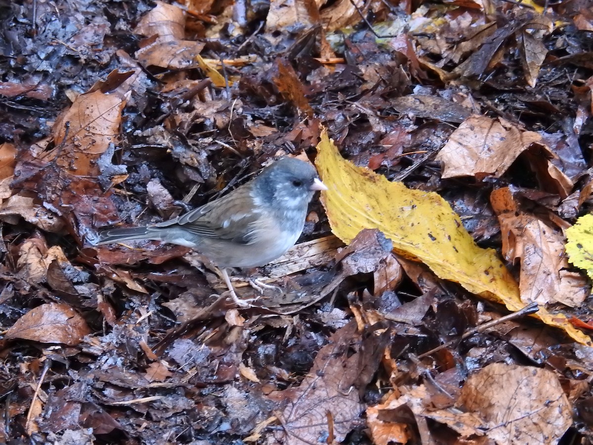 Dark-eyed Junco (Oregon) - ML646438472