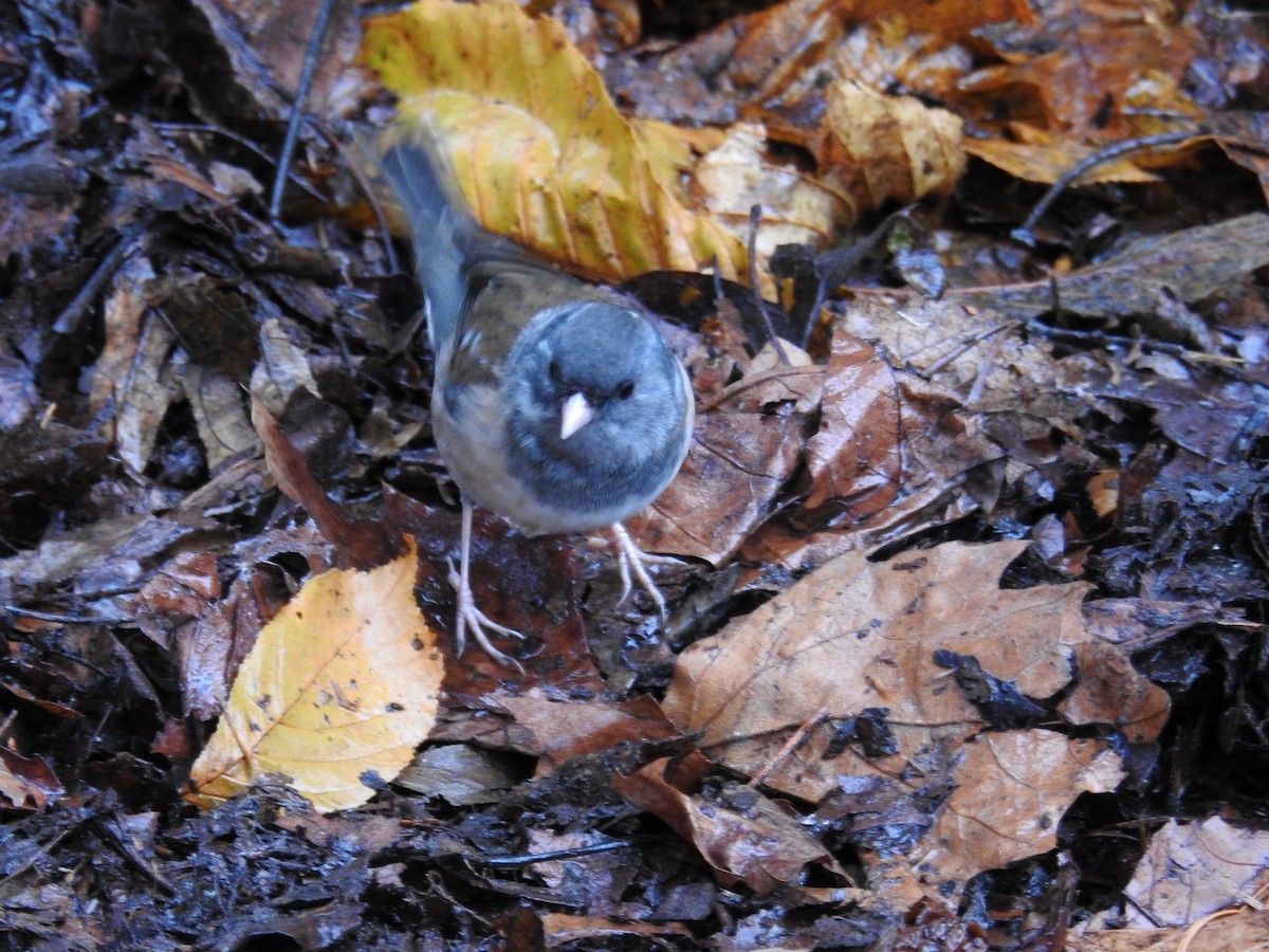 Dark-eyed Junco (Oregon) - ML646438473