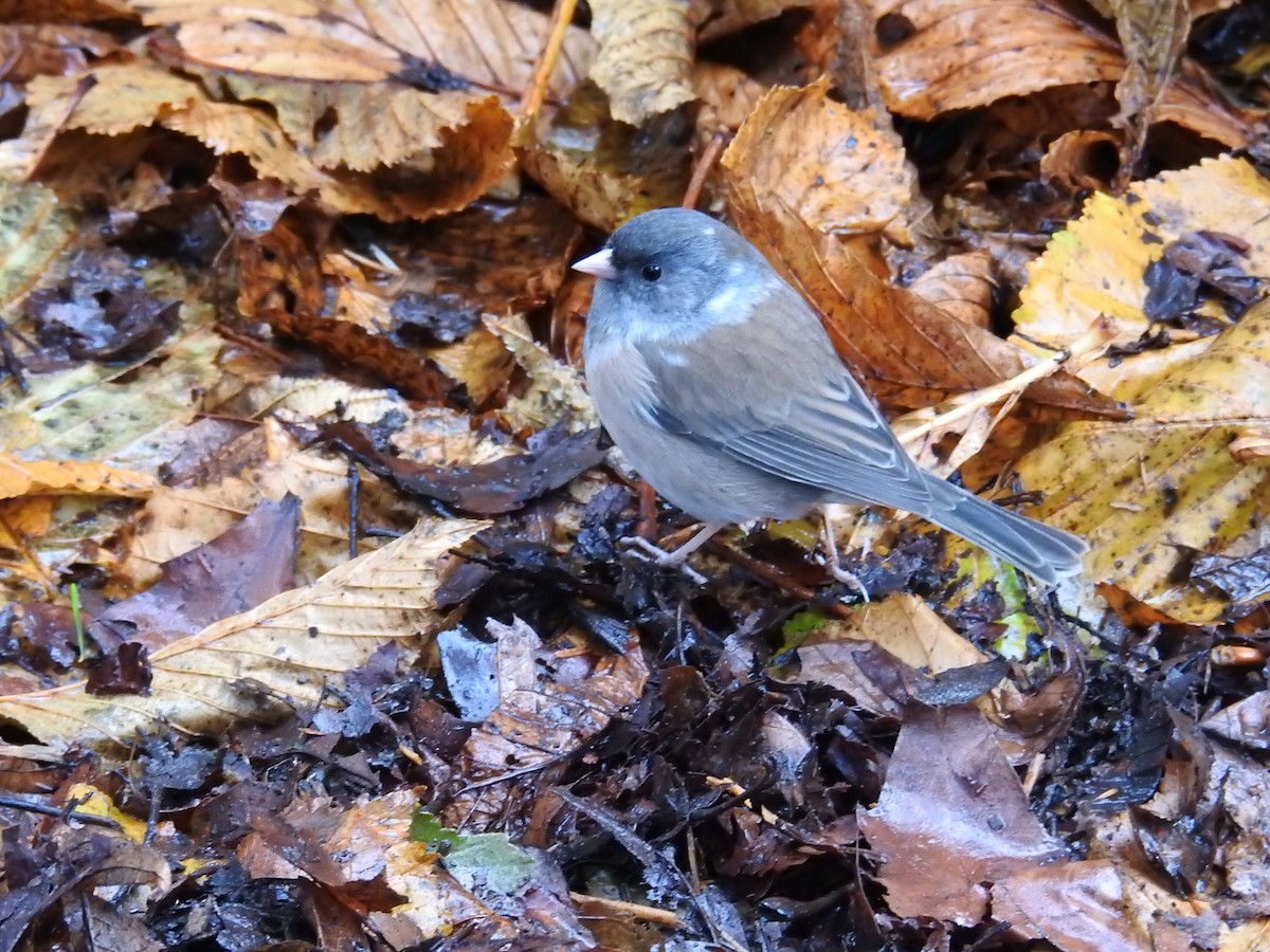 Dark-eyed Junco (Oregon) - ML646438474