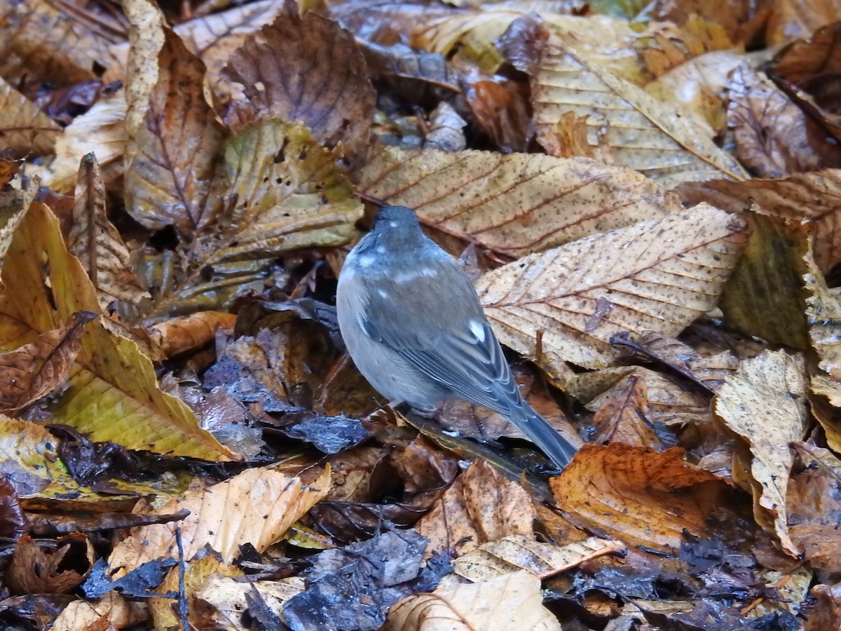Dark-eyed Junco (Oregon) - ML646438475