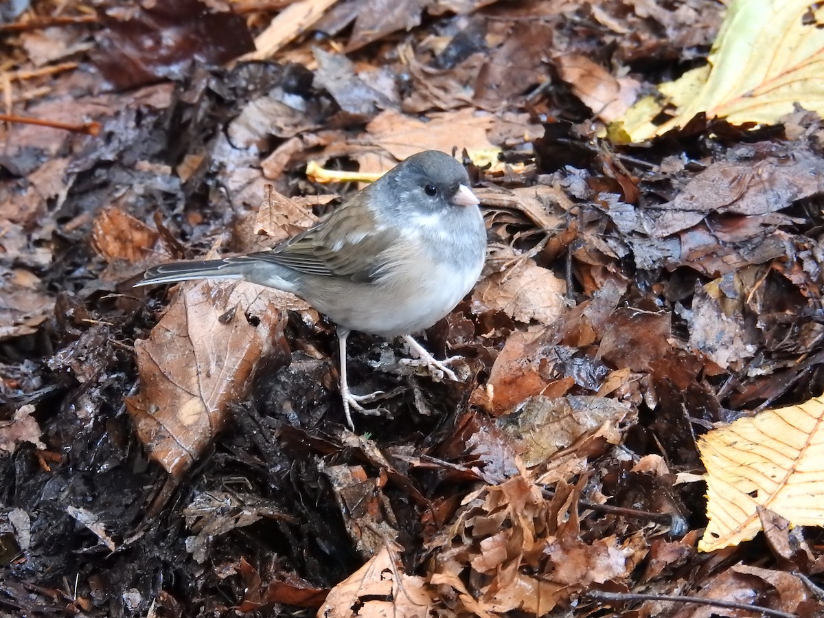 Dark-eyed Junco (Oregon) - ML646438476