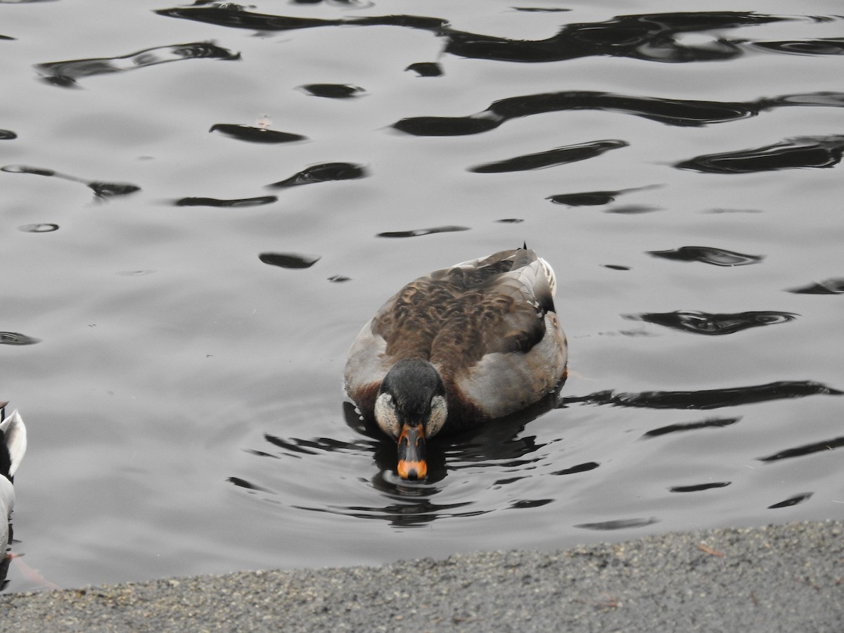 Mallard - ML646438478