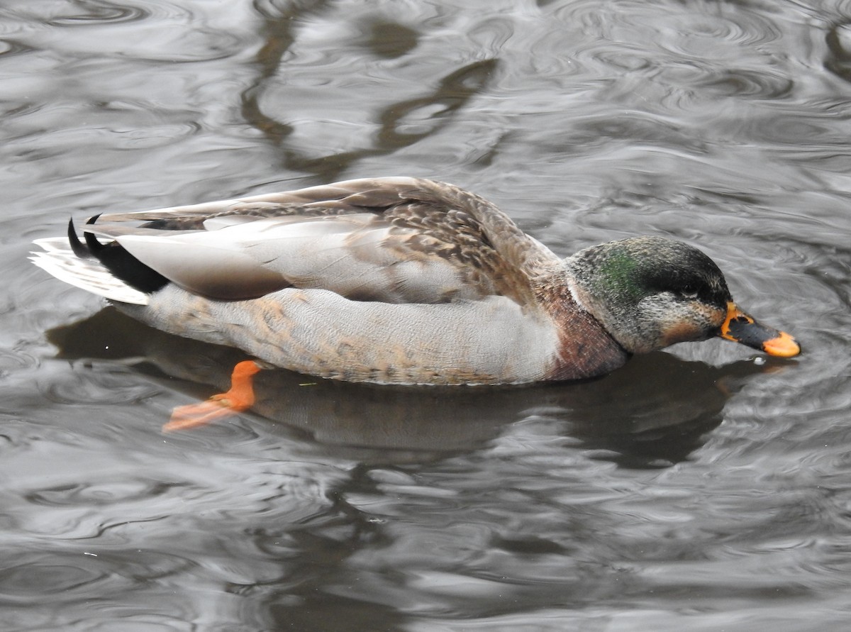 Mallard - ML646438481