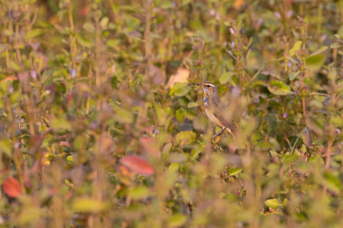slavík modráček - ML646438483