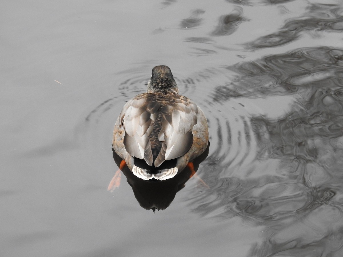 Mallard - ML646438484