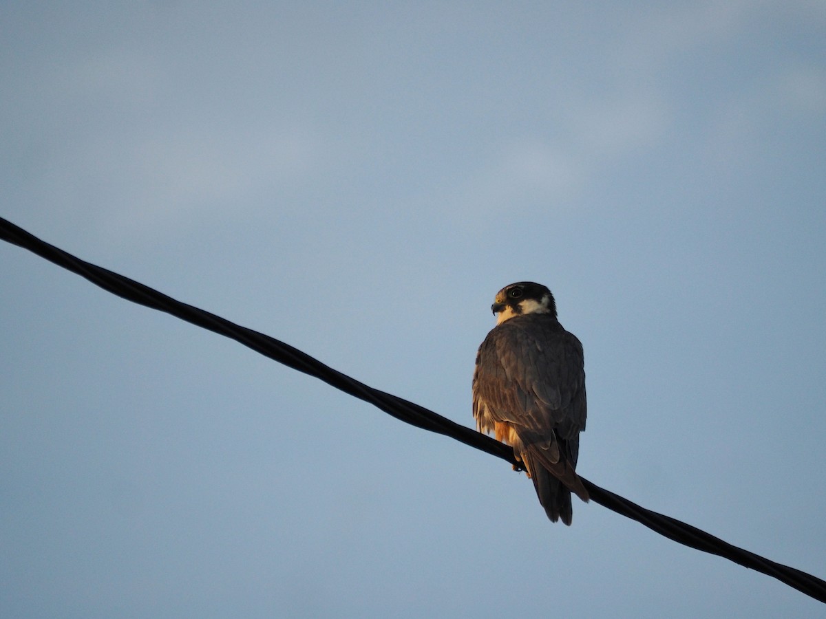 Шууман шонхор - ML646438485