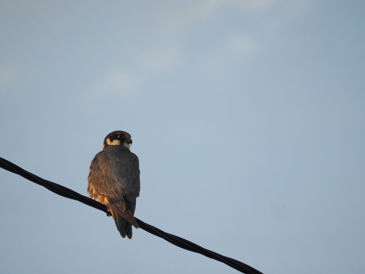 Шууман шонхор - ML646438487