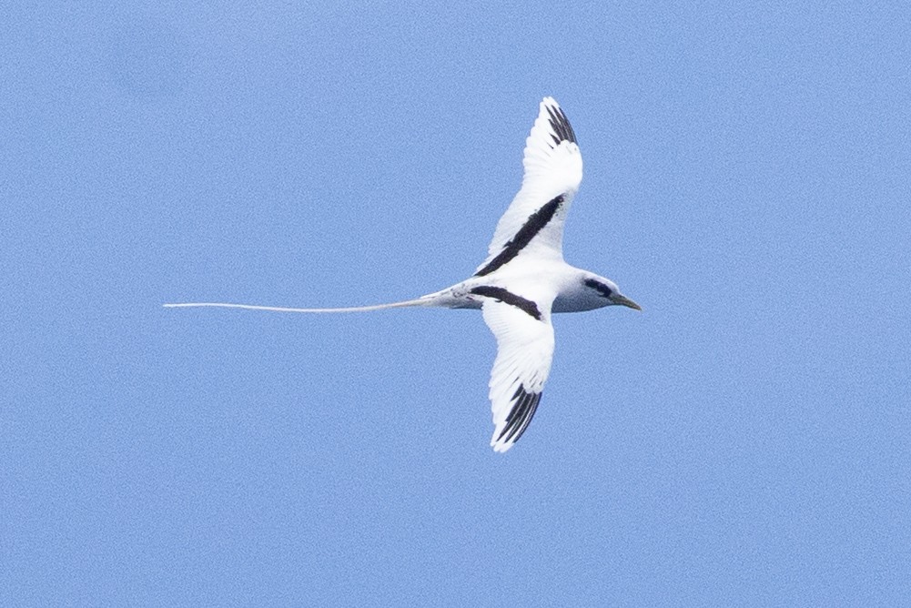 Sarı Gagalı Tropikkuşu - ML646438489