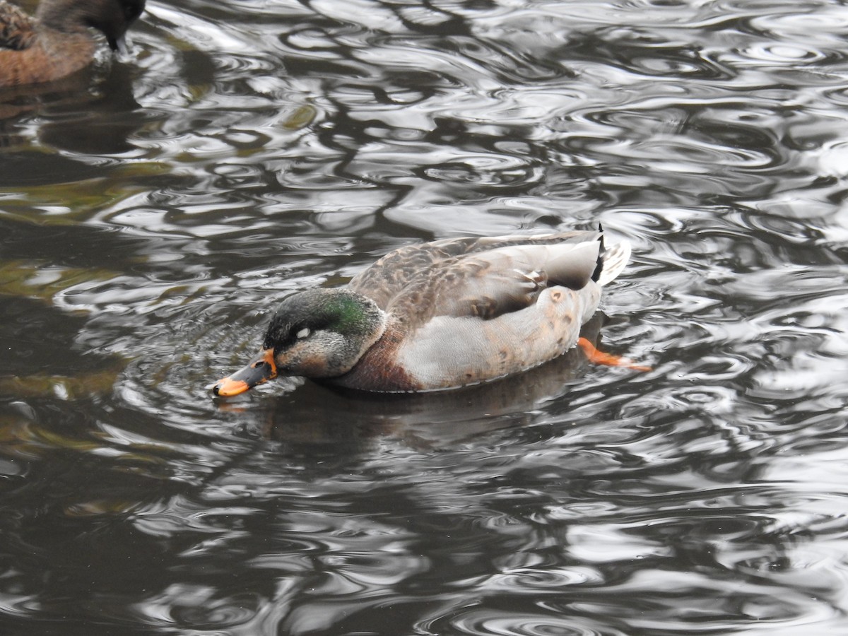 Mallard - ML646438490