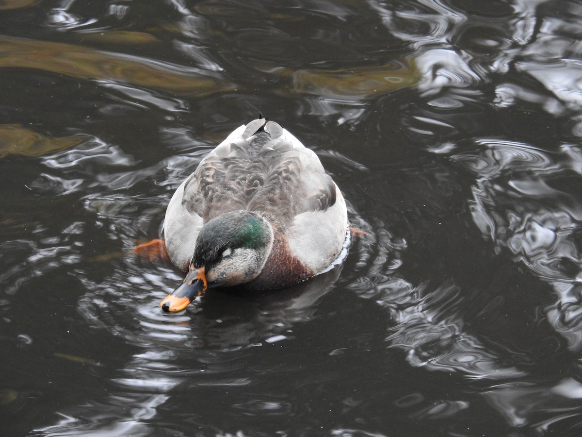 Mallard - ML646438493