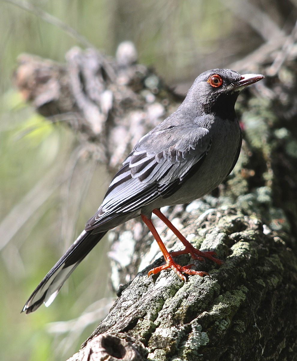 Western Red-legged Thrush - ML646438495