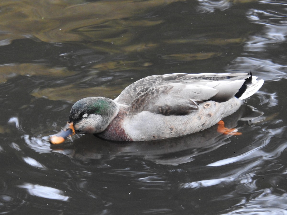 Mallard - ML646438496