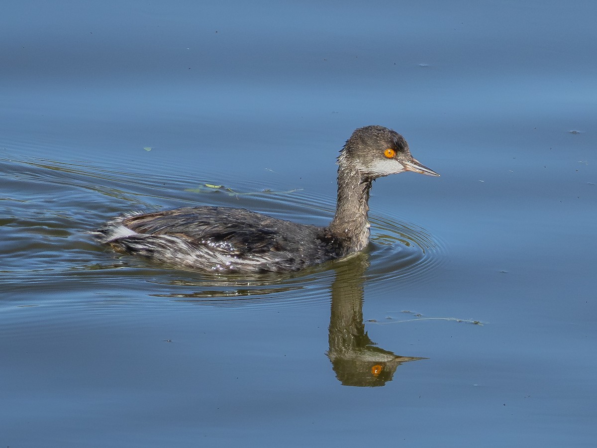 potápka černokrká - ML646438500