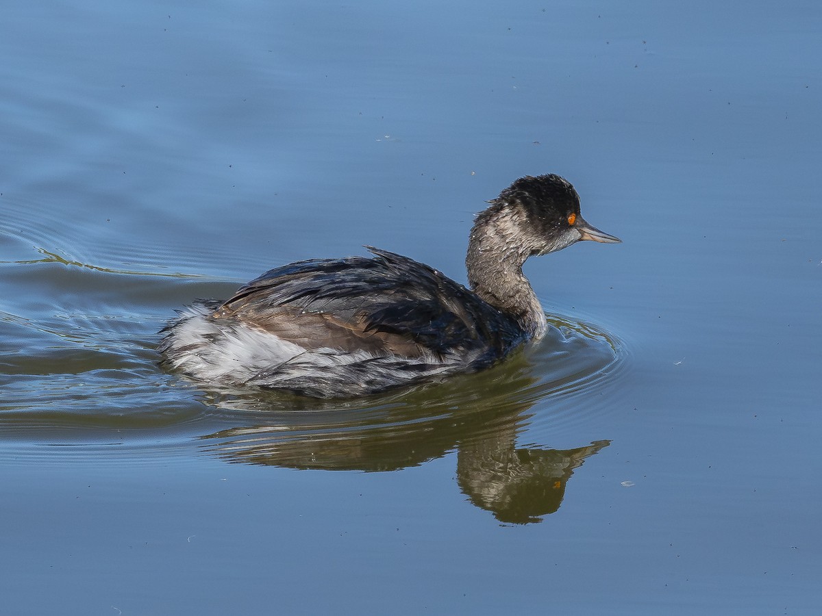 potápka černokrká - ML646438501