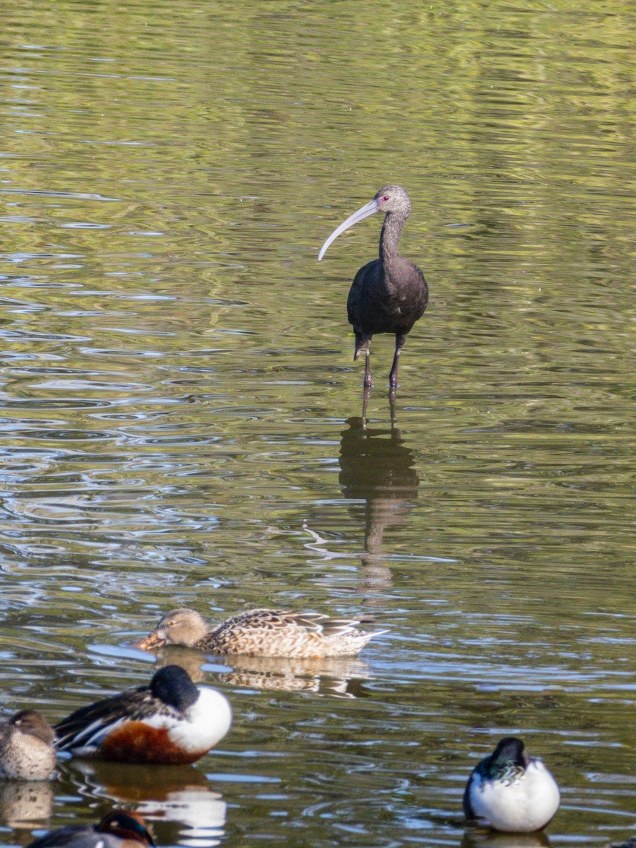 Ibis à face blanche - ML646438503