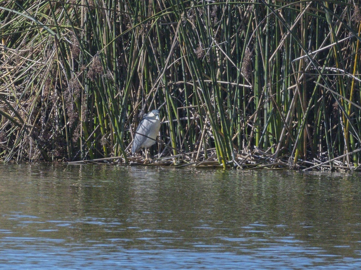 夜鷺 - ML646438505