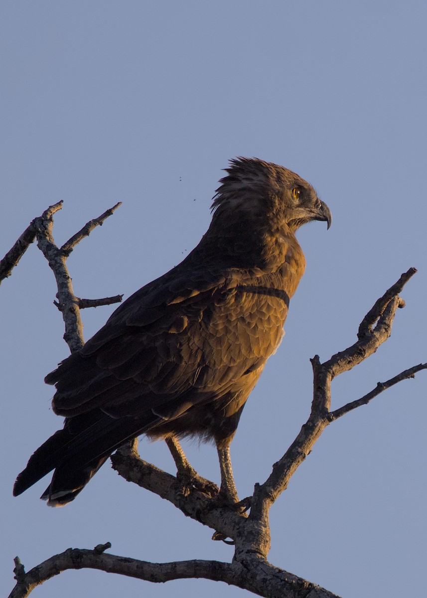 Brown Snake-Eagle - ML646438506
