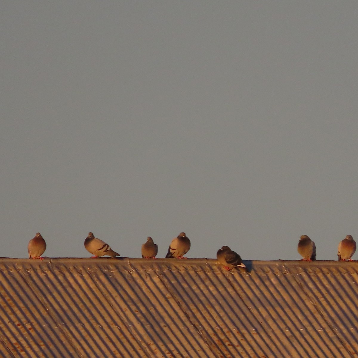 holub skalní (domácí) - ML646438507