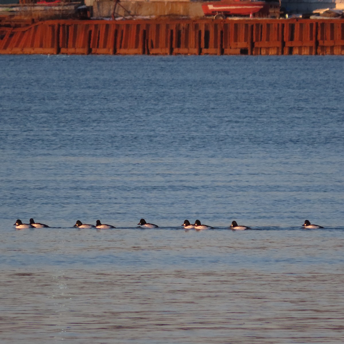 hohol severní - ML646438513