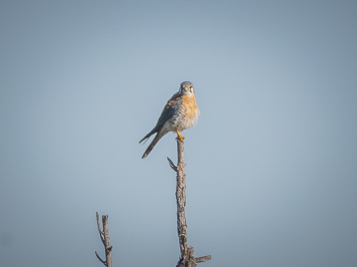 American Kestrel - ML646438514