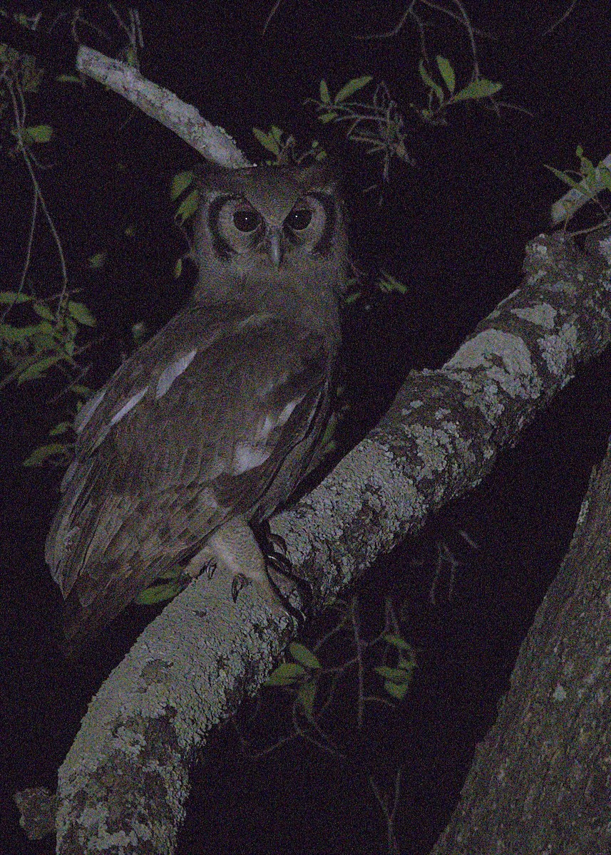 Verreaux's Eagle-Owl - ML646438515