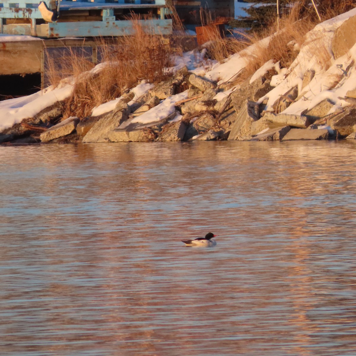 morčák velký - ML646438516