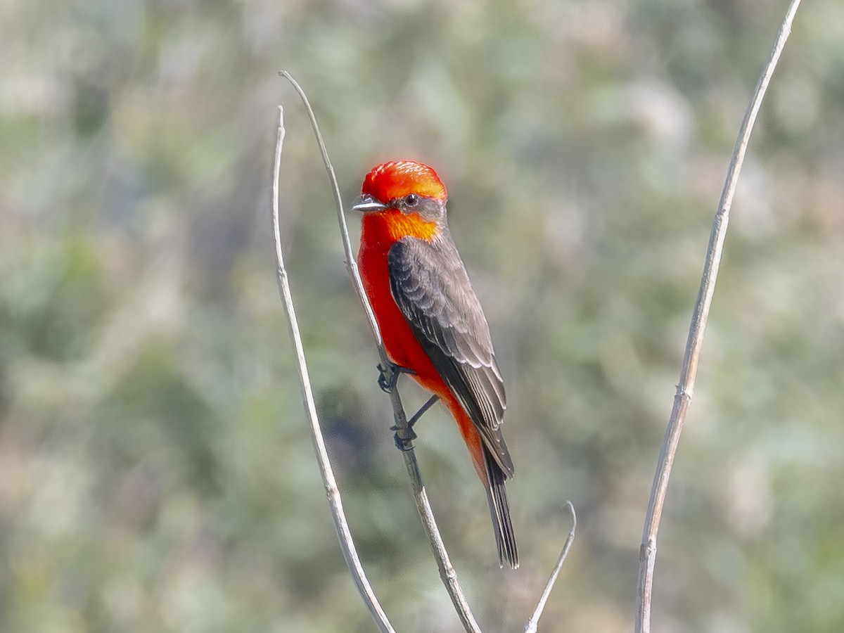 Vermilion Flycatcher - ML646438517