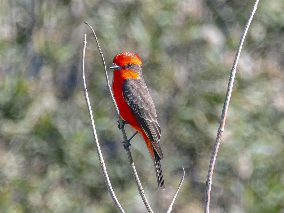 Vermilion Flycatcher - ML646438518
