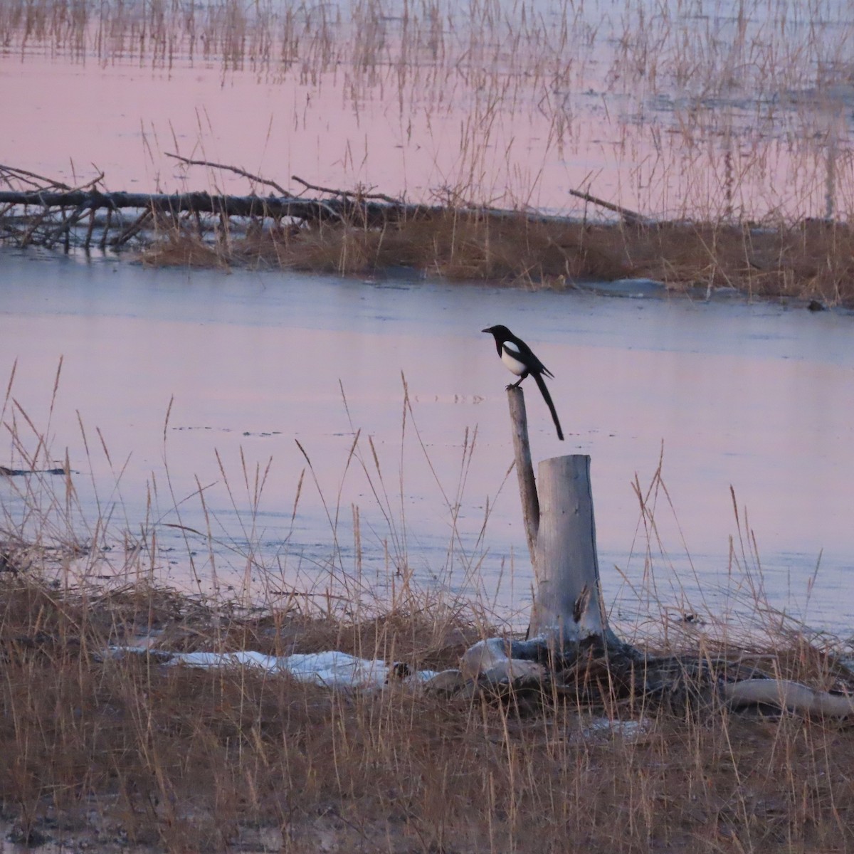 straka americká - ML646438519