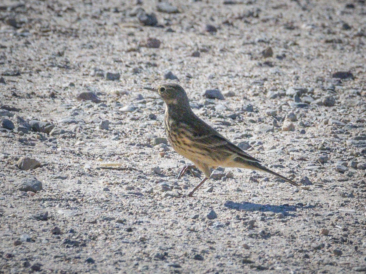 American Pipit - ML646438520