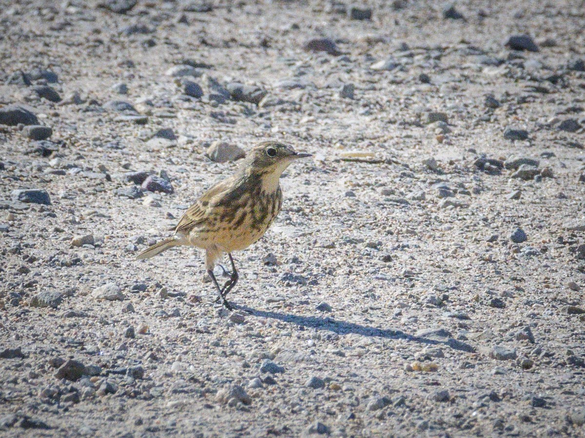 American Pipit - ML646438521