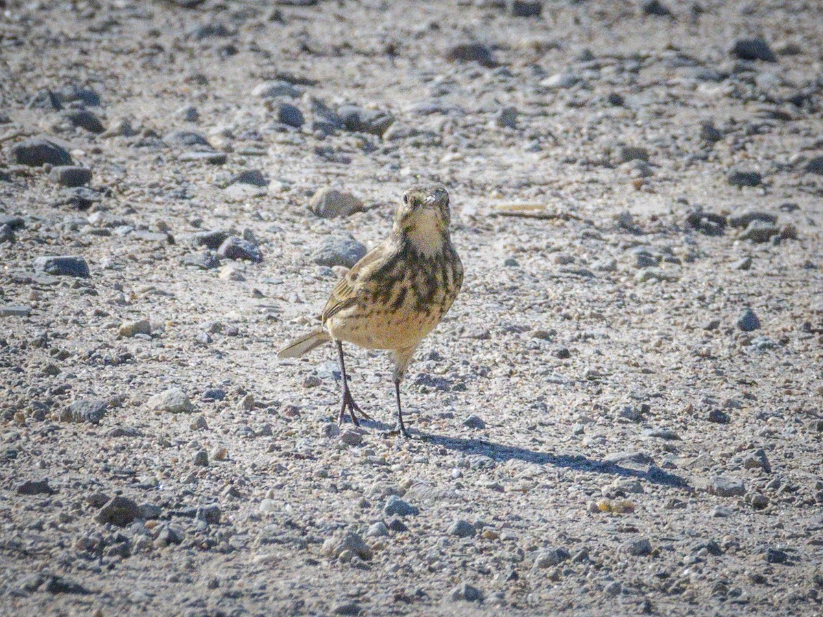 American Pipit - ML646438522