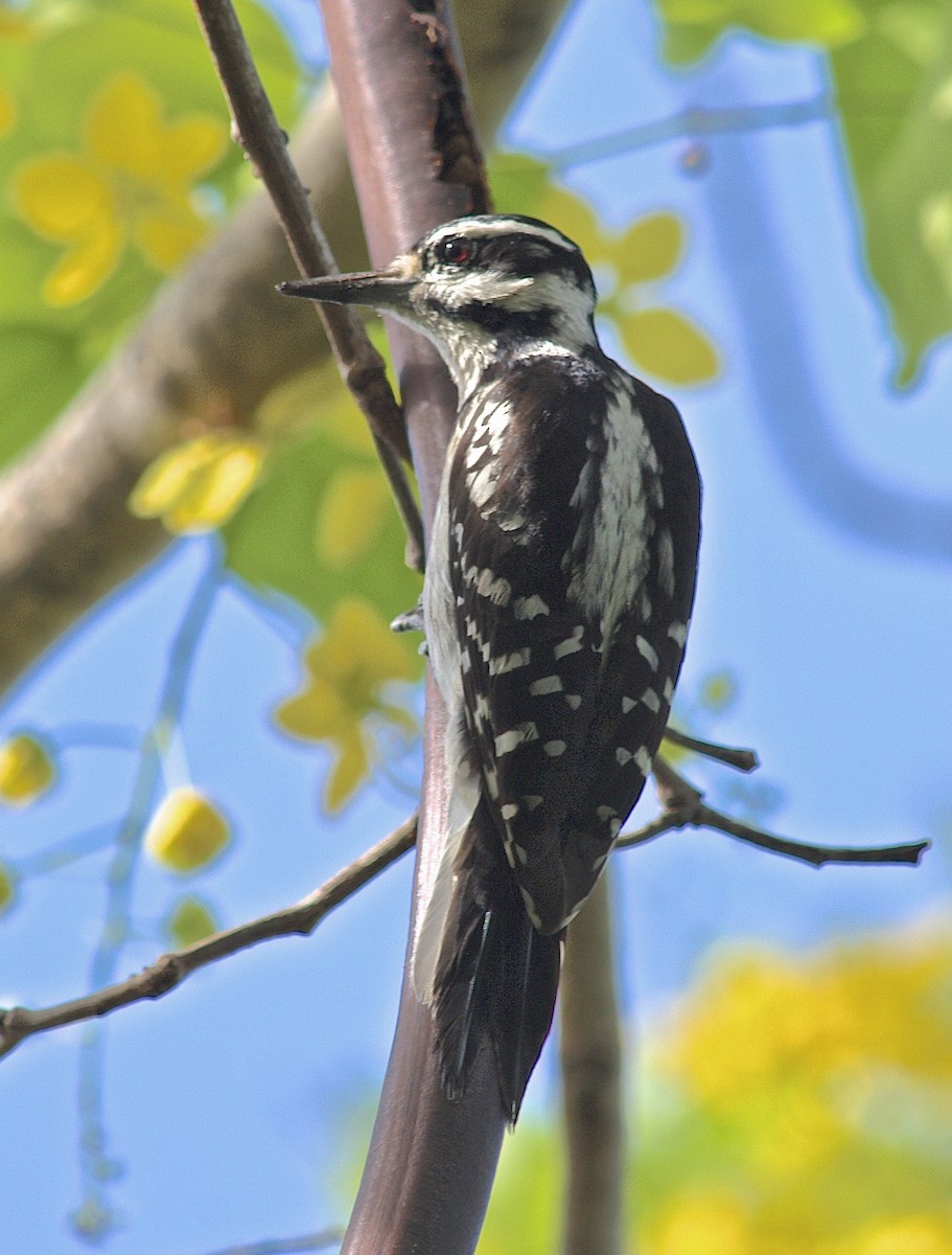 Hairy Woodpecker - ML646438523