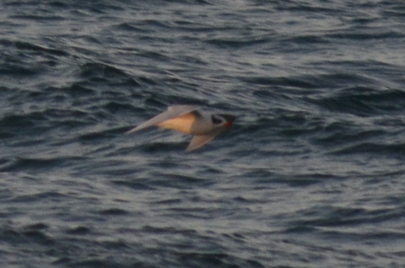 Мартин середземноморський - ML646438524