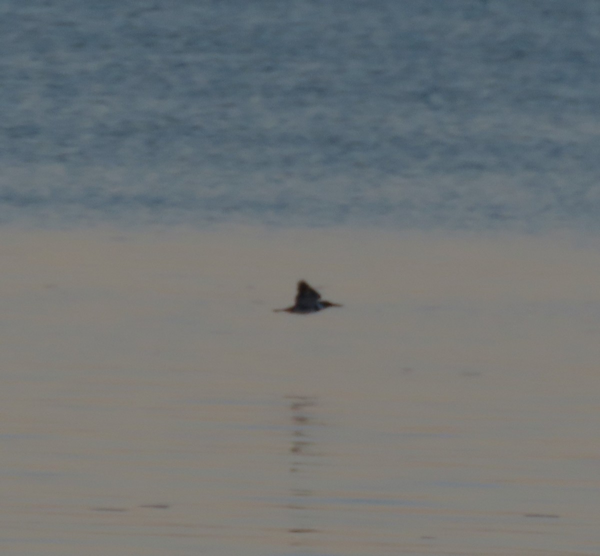 Belted Kingfisher - ML646438525