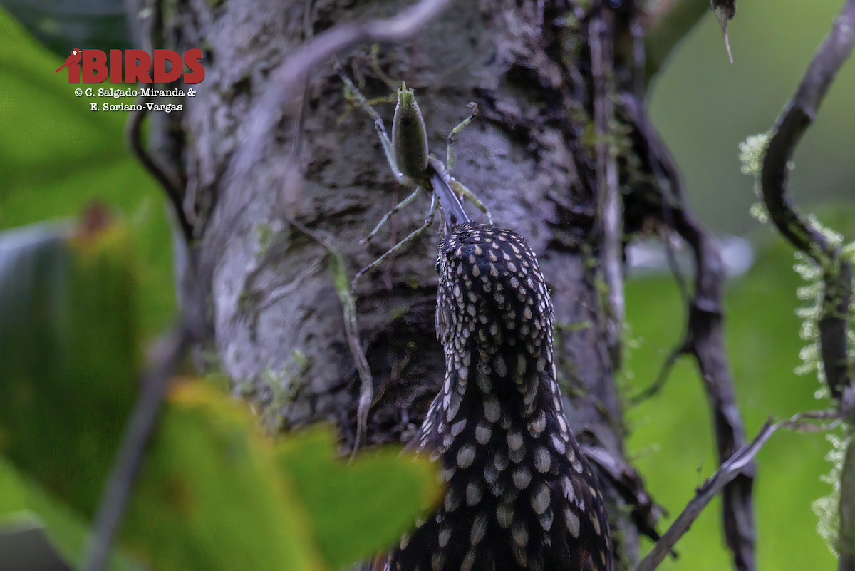 Black-striped Woodcreeper - ML646438526