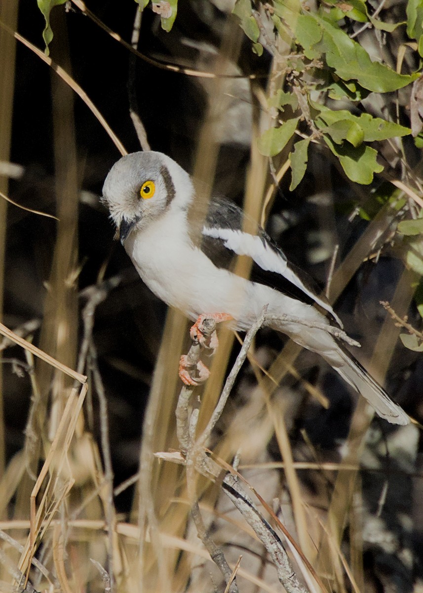 White-crested Helmetshrike (Yellow-eyed) - ML646438527