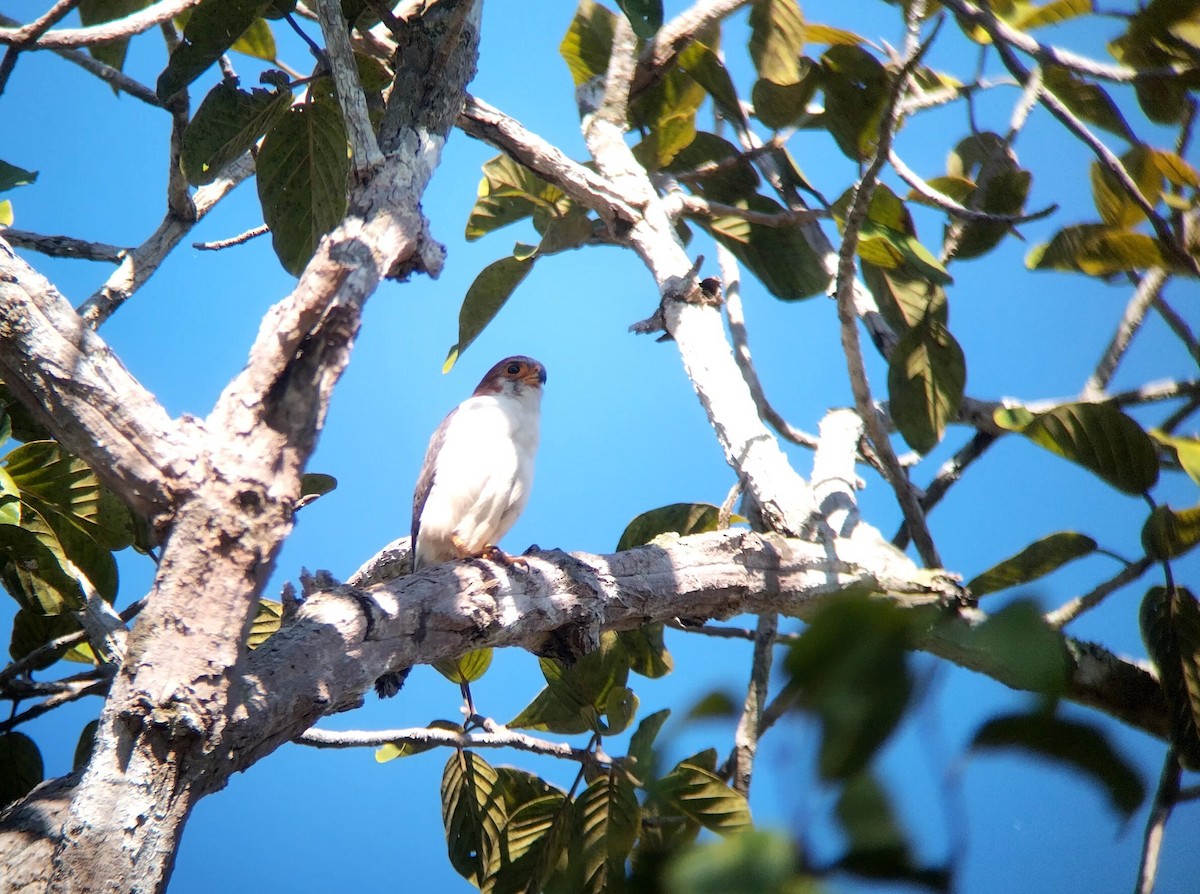 White-rumped Falcon - ML646438528