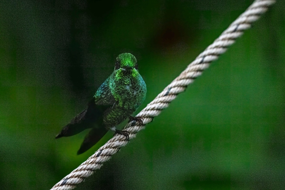 Green-crowned Brilliant - ML646438530