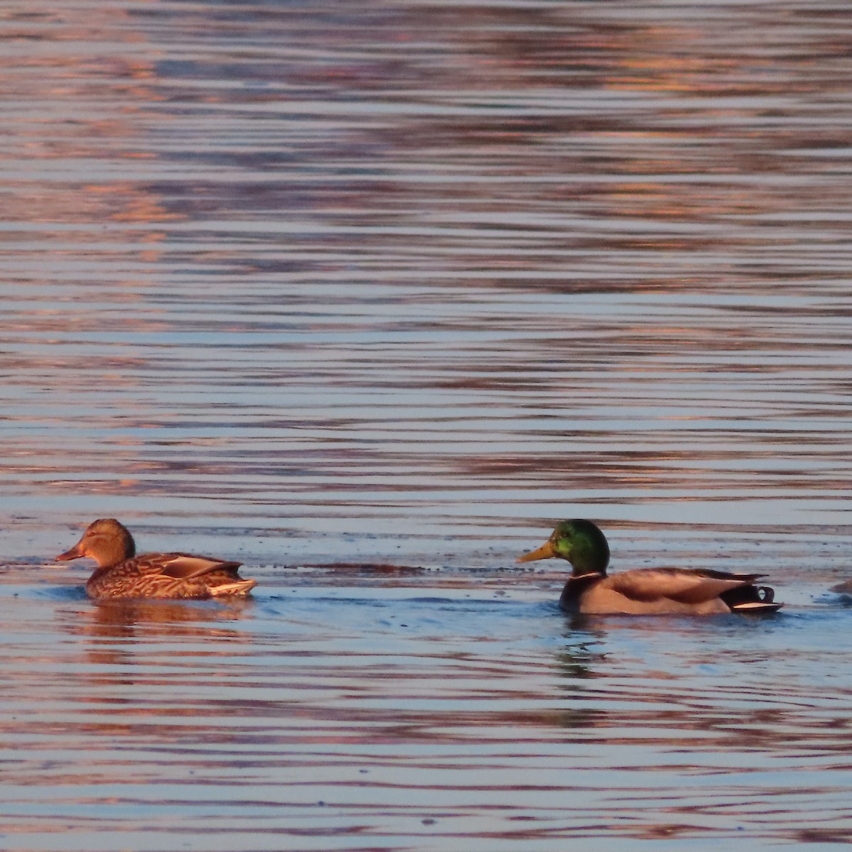 kachna divoká - ML646438531