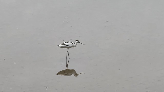 סייפן - ML646438533